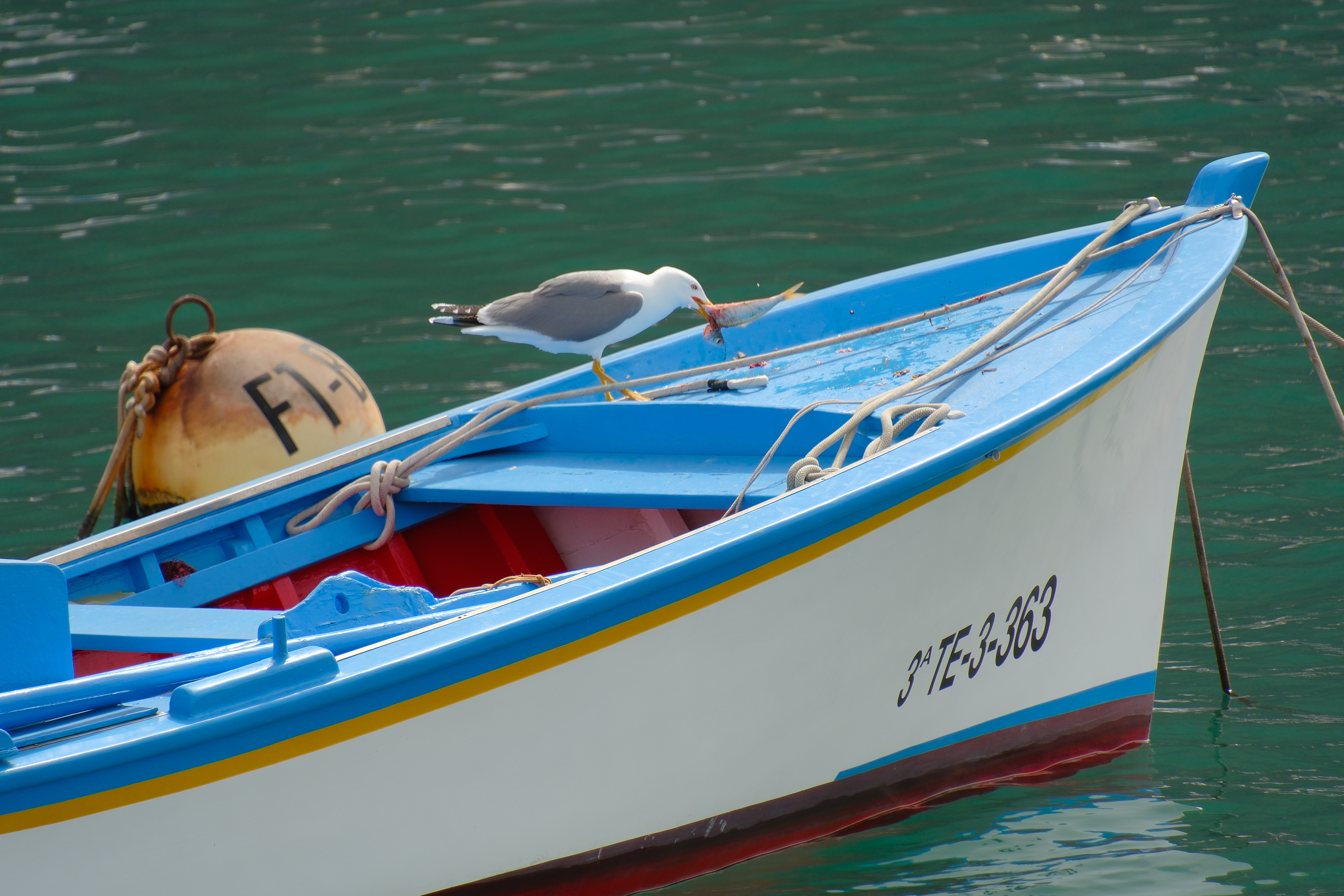 DSCF1606