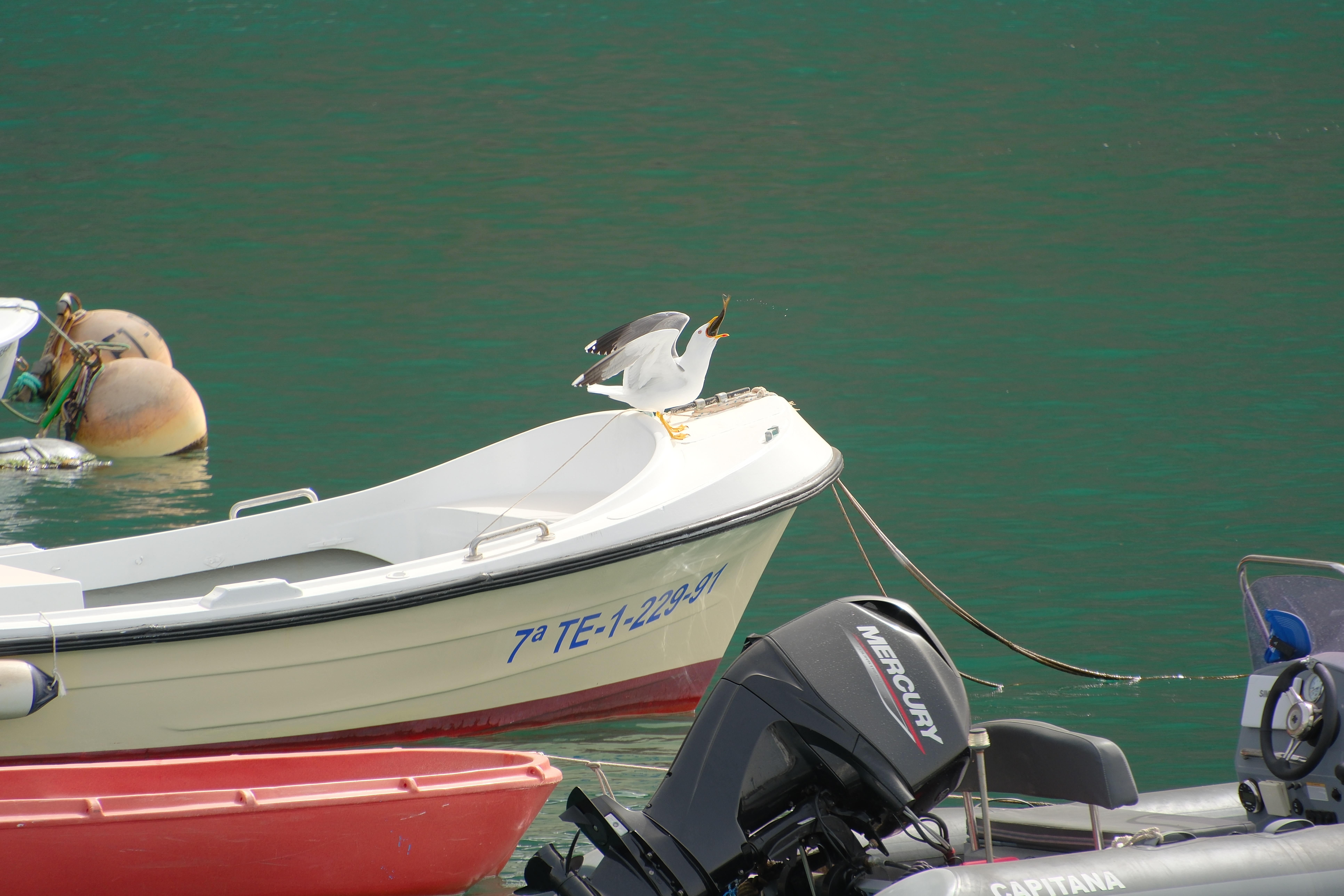 DSCF1619